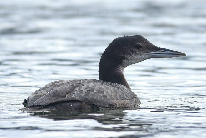 Great Northern Diver