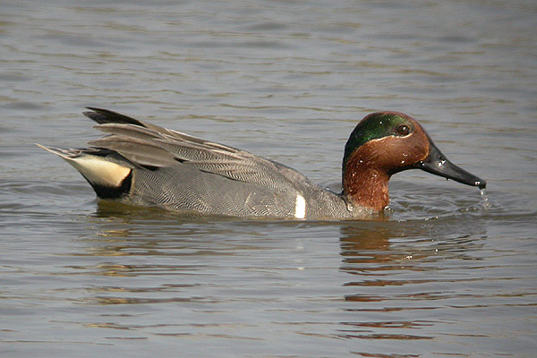 Green-winged Teal