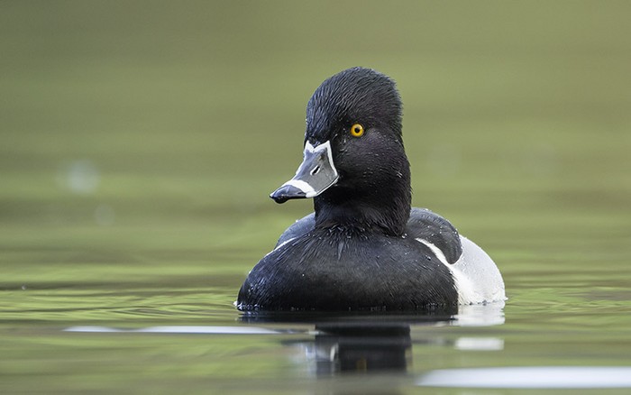 Ring-necked Duck