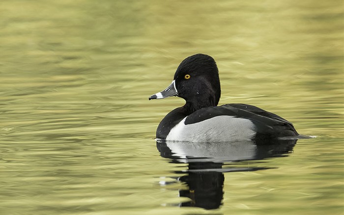 Ring-necked Duck