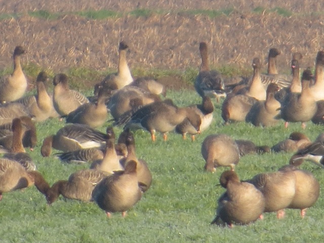 Tundra Bean Goose
