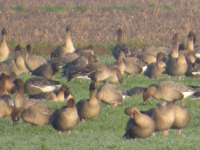 Tundra Bean Goose