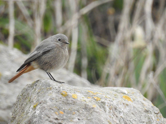 Black Redstart
