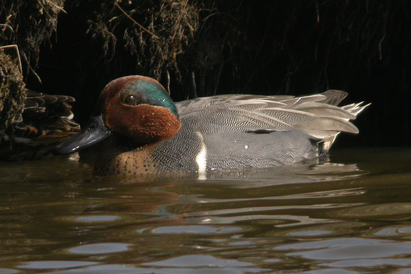 Green-winged Teal