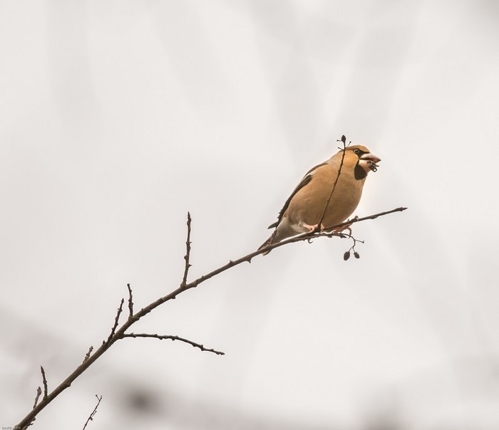 Hawfinch