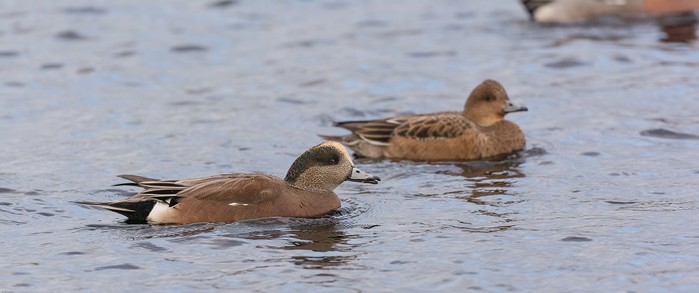 American Wigeon
