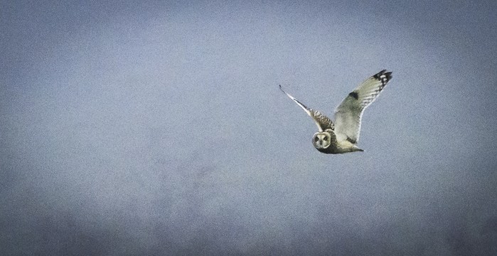 Short-eared Owl