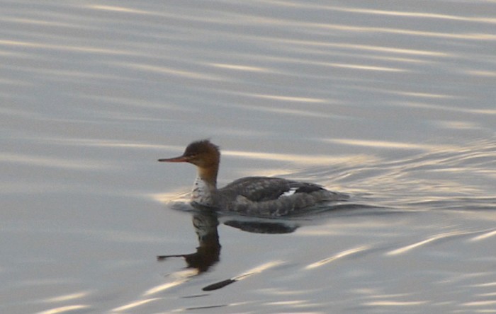 Red-breasted Merganser