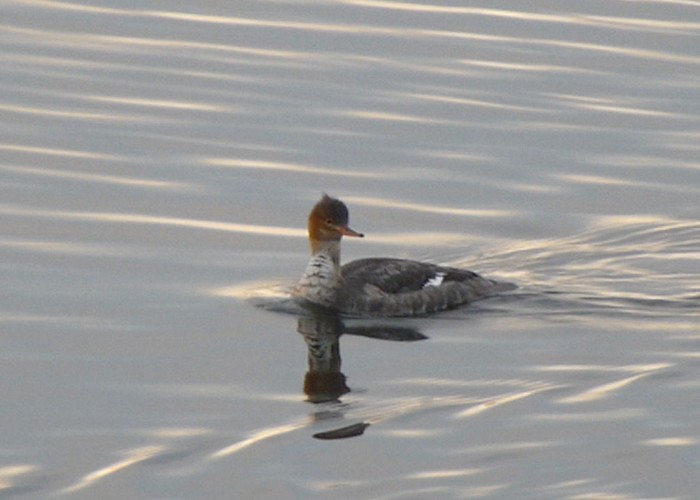 Red-breasted Merganser