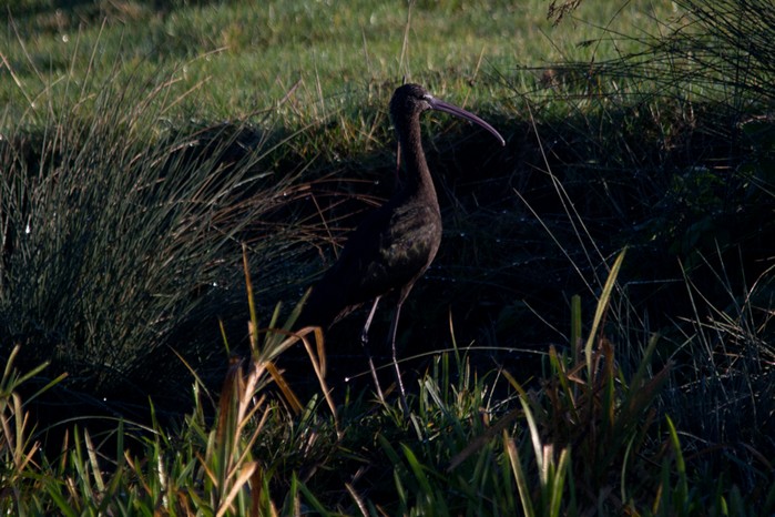 Glossy Ibis
