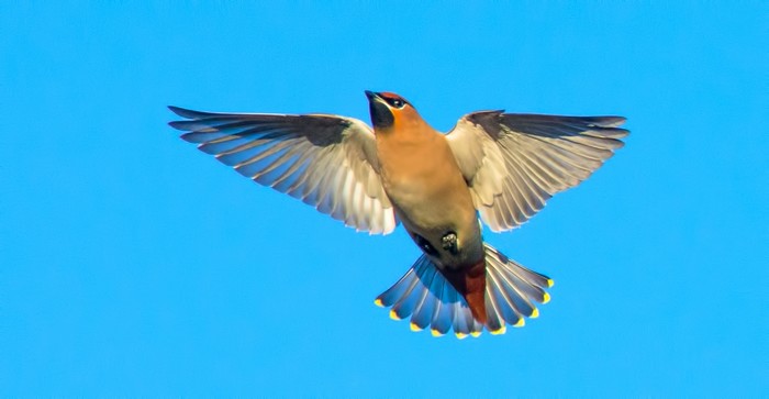Waxwing