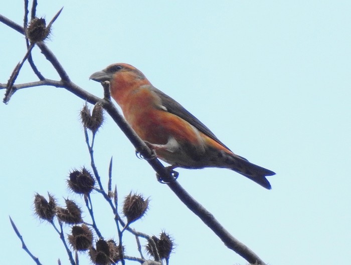 Crossbill