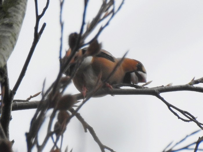Hawfinch