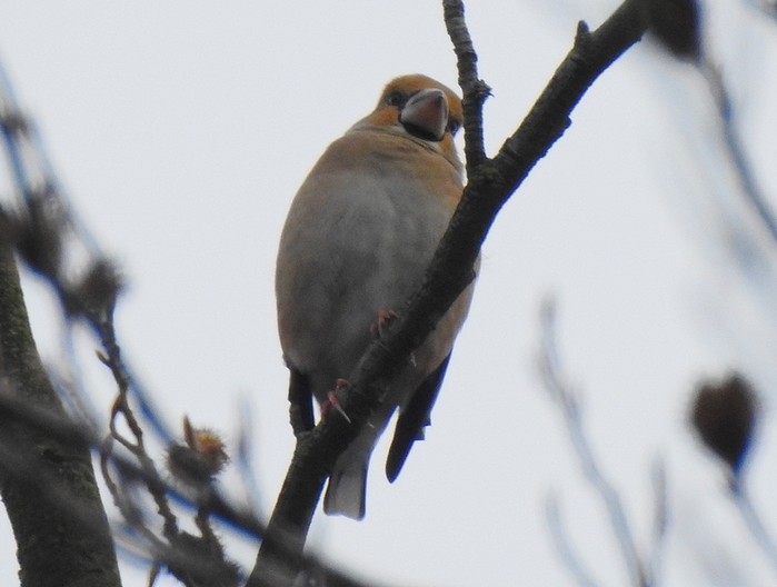 Hawfinch
