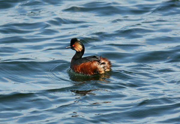 Black-necked Grebe
