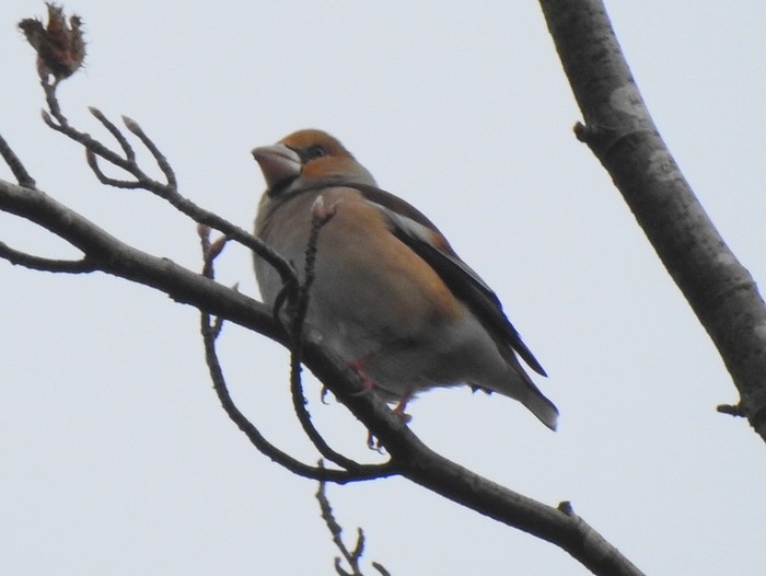 Hawfinch