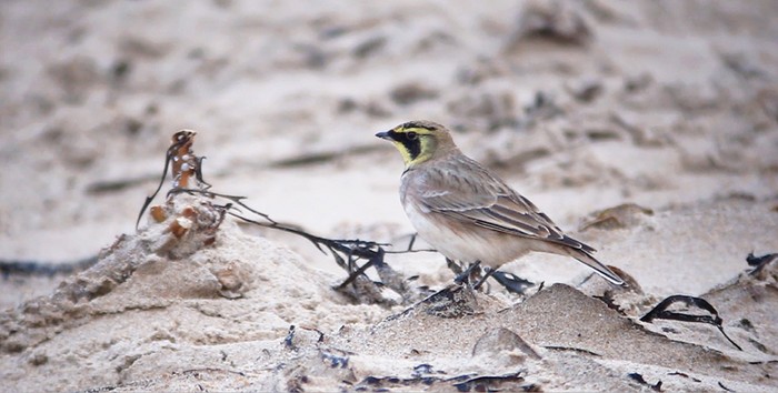 Shorelark