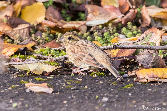 Cirl Bunting