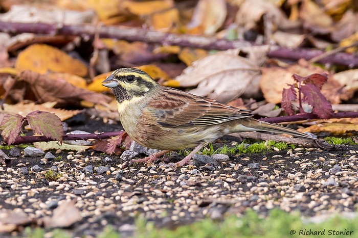 Cirl Bunting