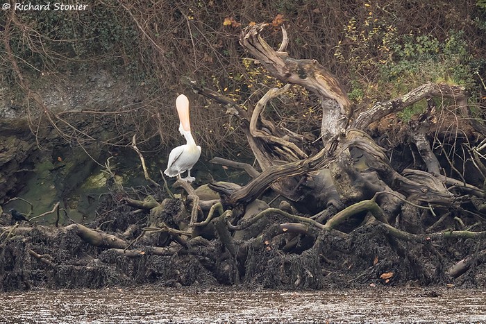 Dalmatian Pelican