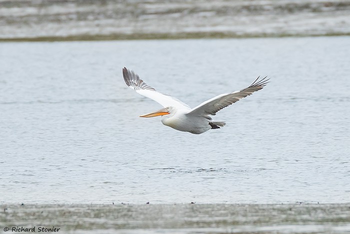 Dalmatian Pelican