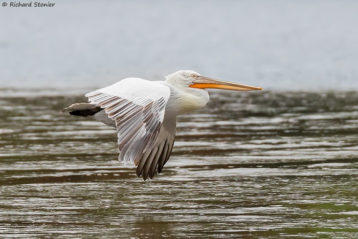 Dalmatian Pelican