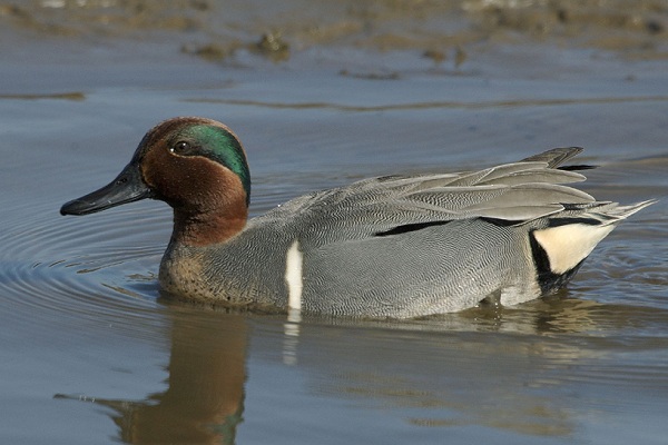 Green-winged Teal