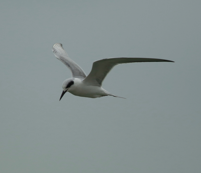 Forster's Tern