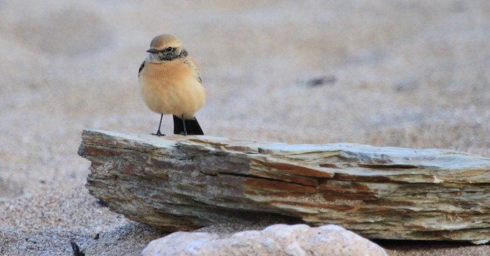 Desert Wheatear