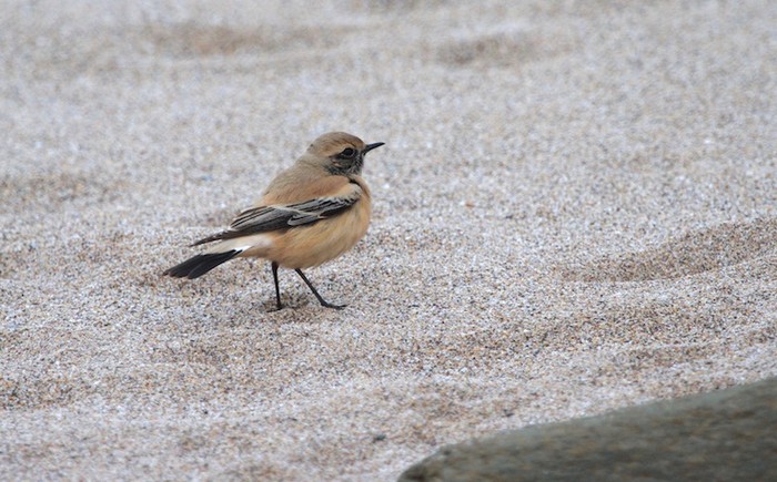 Desert Wheatear