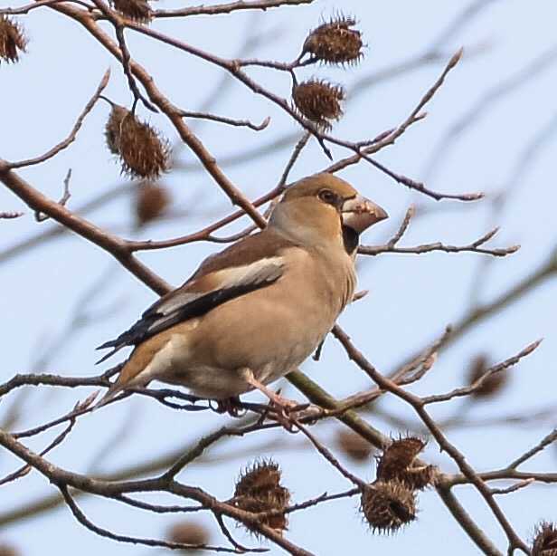 Hawfinch
