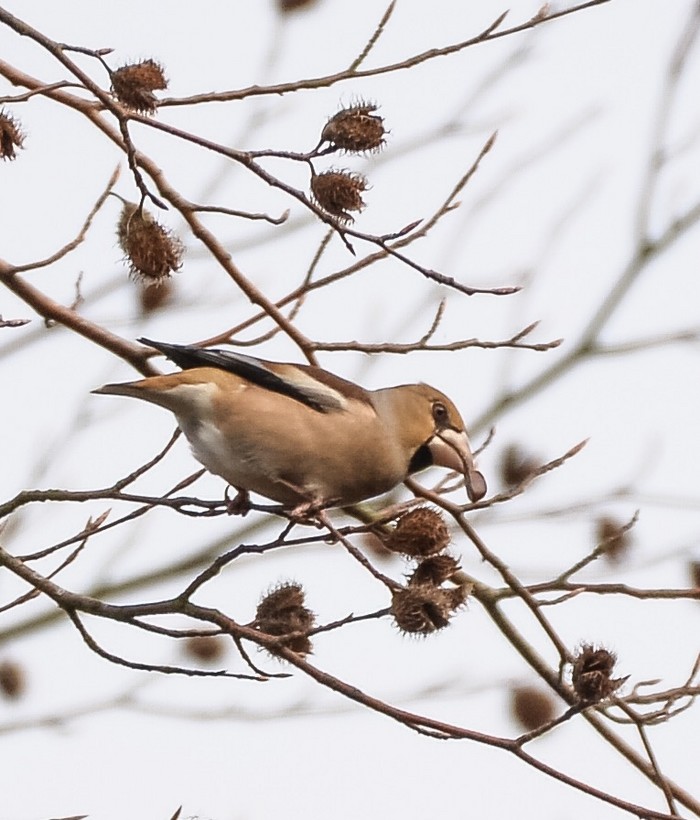 Hawfinch