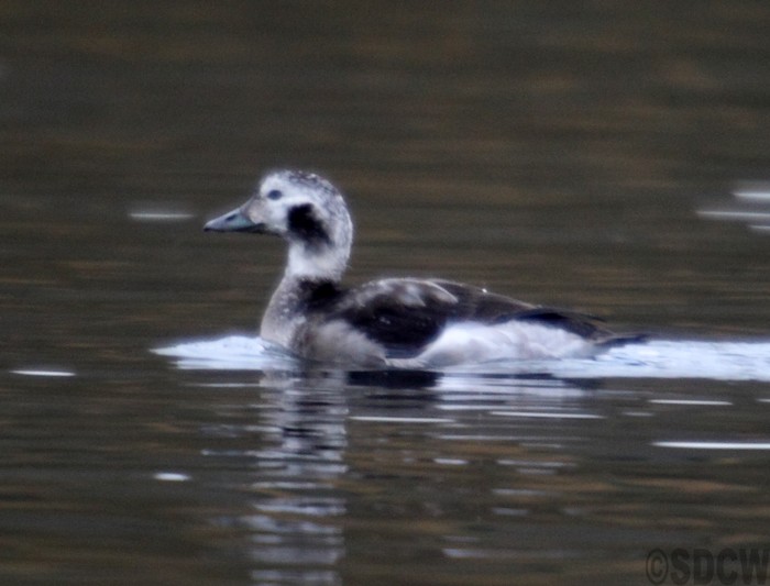 Long-tailed Duck