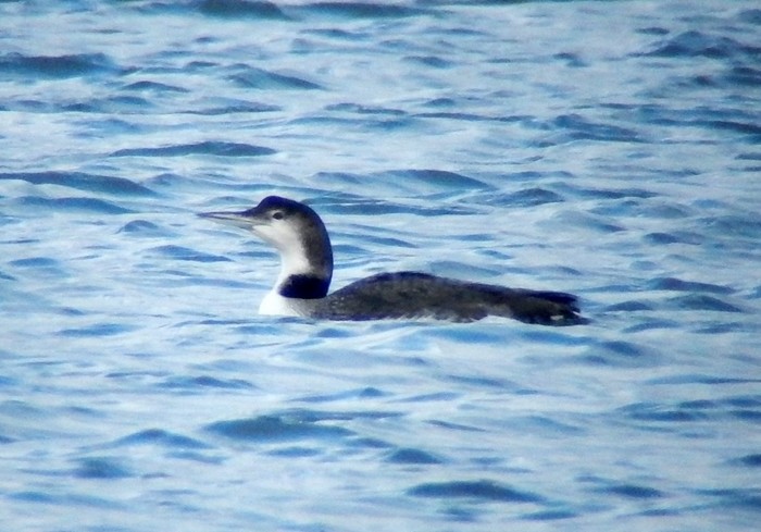 Great Northern Diver
