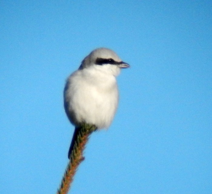 Great Grey Shrike