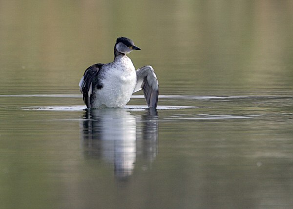 Red-necked Grebe