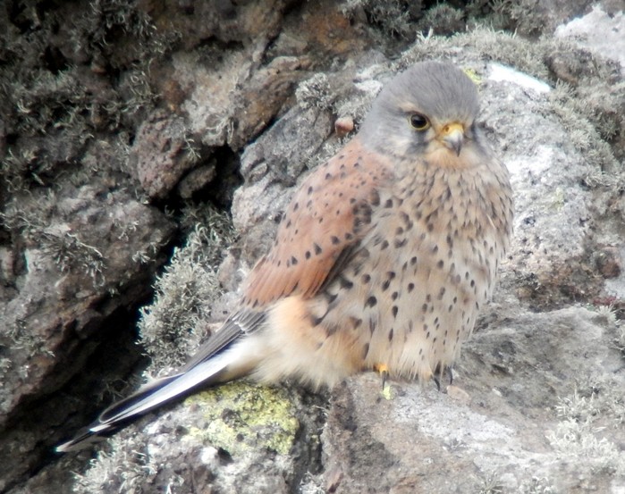 Kestrel