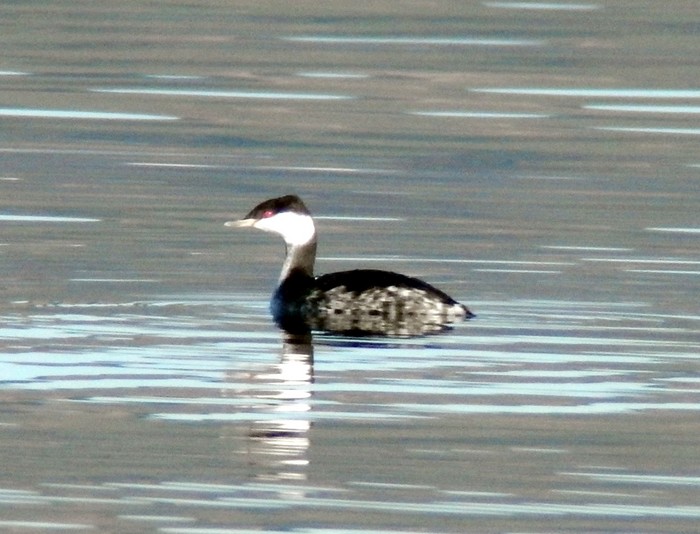 Slavonian Grebe
