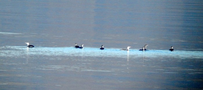 Red-throated Diver