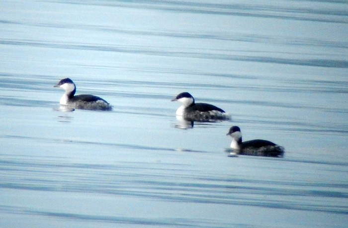 Slavonian Grebe