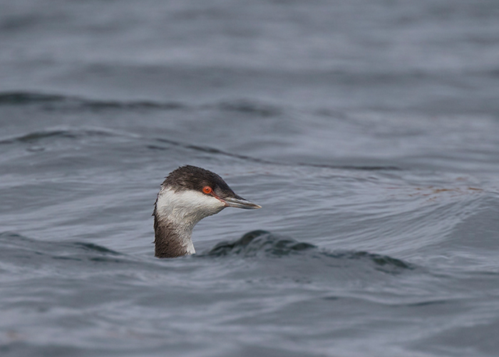 Slavonian Grebe