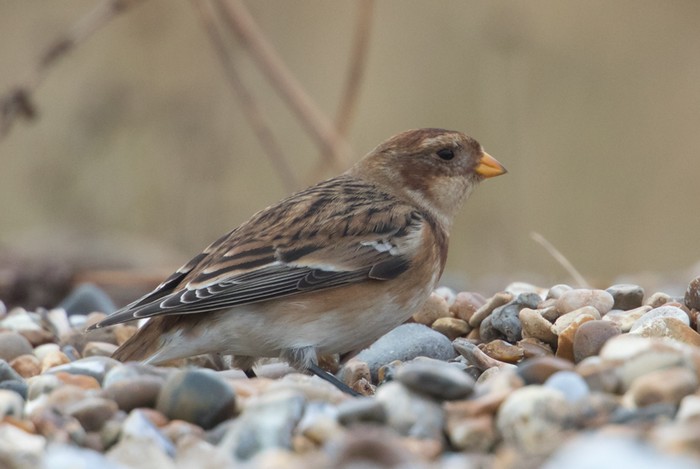 Snow Bunting
