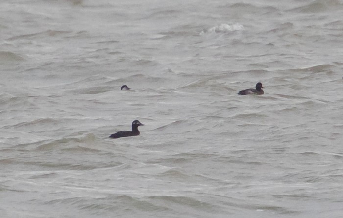 Velvet Scoter