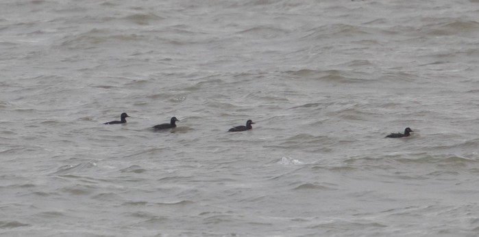 Velvet Scoter