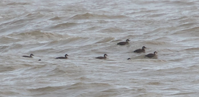 Common Scoter