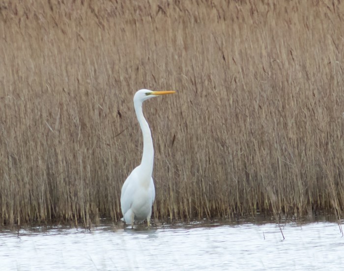 Great White Egret