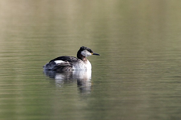 Red-necked Grebe