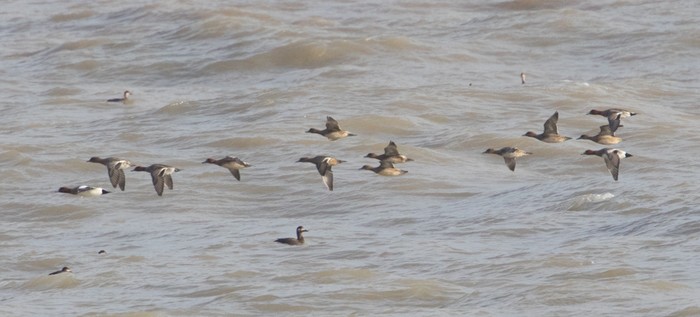 Velvet Scoter