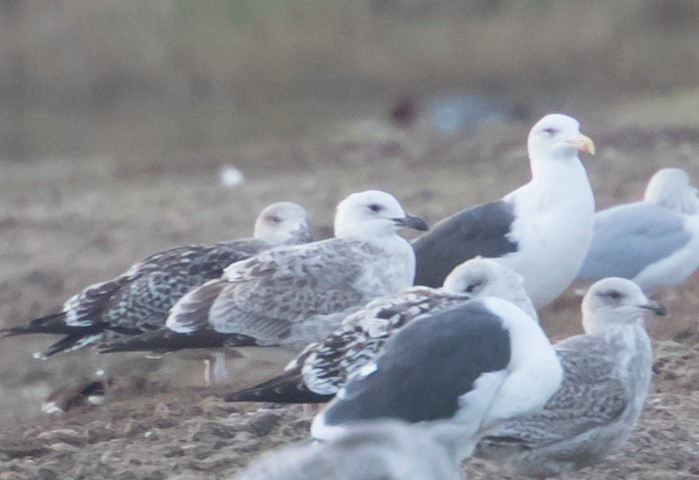 Caspian Gull