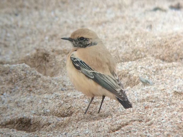 Desert Wheatear